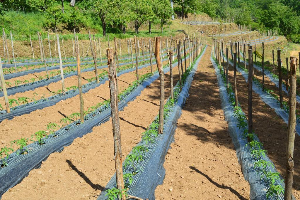 Agriturismo E Turre Serrastretta 외부 사진