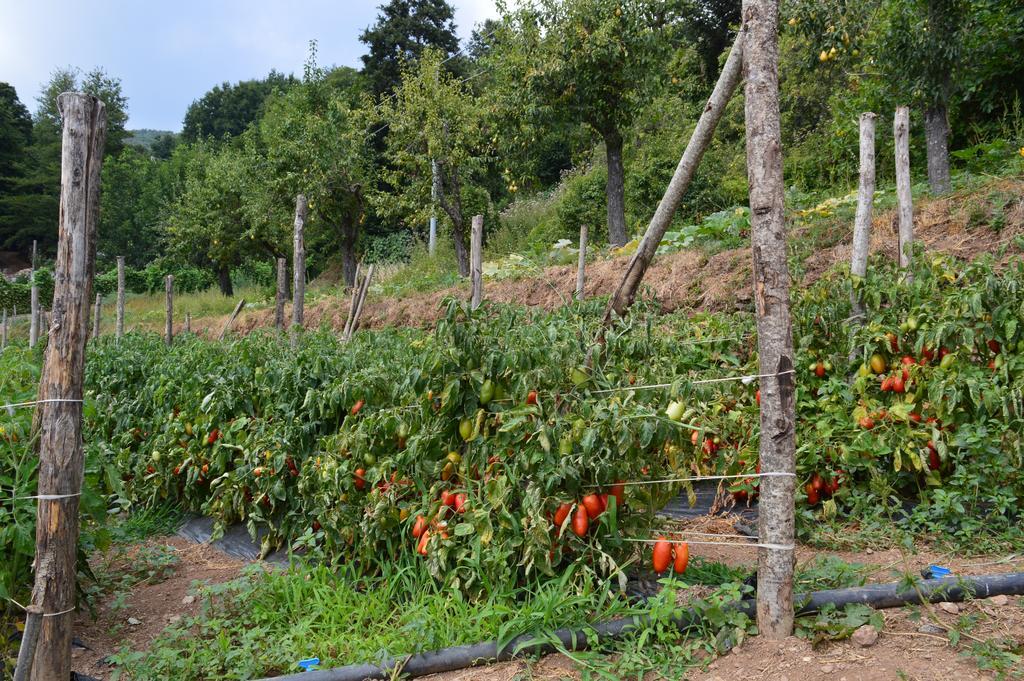 Agriturismo E Turre Serrastretta 외부 사진