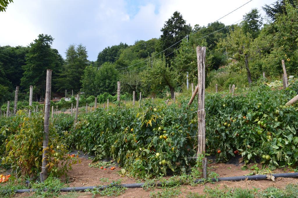 Agriturismo E Turre Serrastretta 외부 사진