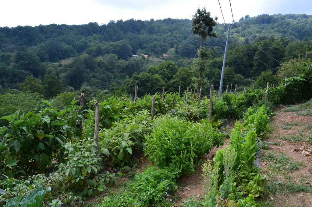 Agriturismo E Turre Serrastretta 외부 사진